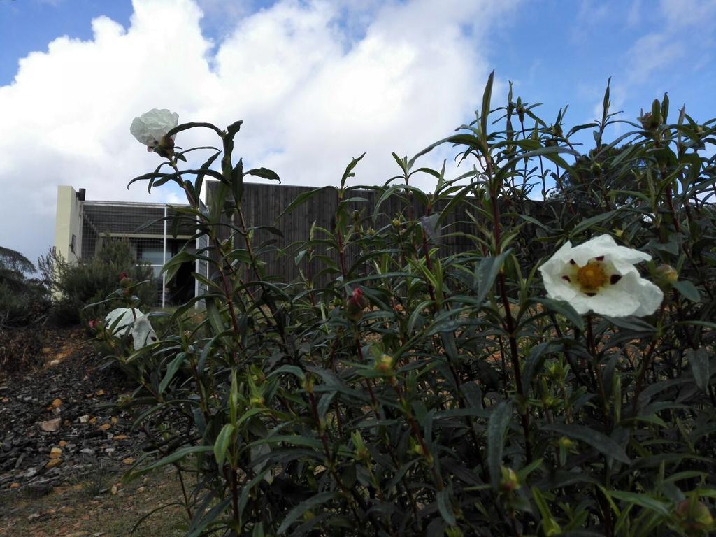 Casas Rurales Cijara Guest House Helechosa Exterior photo